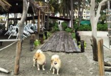 Acapulco Emerges as a Pet-Friendly Hotspot