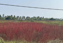 Guerrero leads national hibiscus production despite pest report.